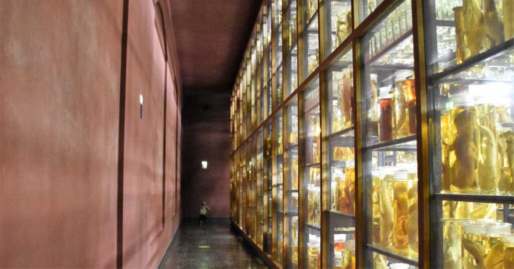 Berlin, Natural HIstory Museum, specimens in formalin